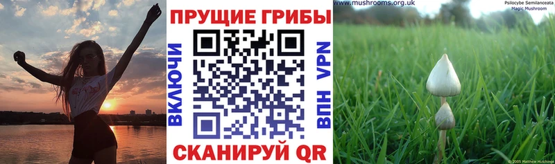 Псилоцибиновые грибы Magic Shrooms  Гаврилов Посад 